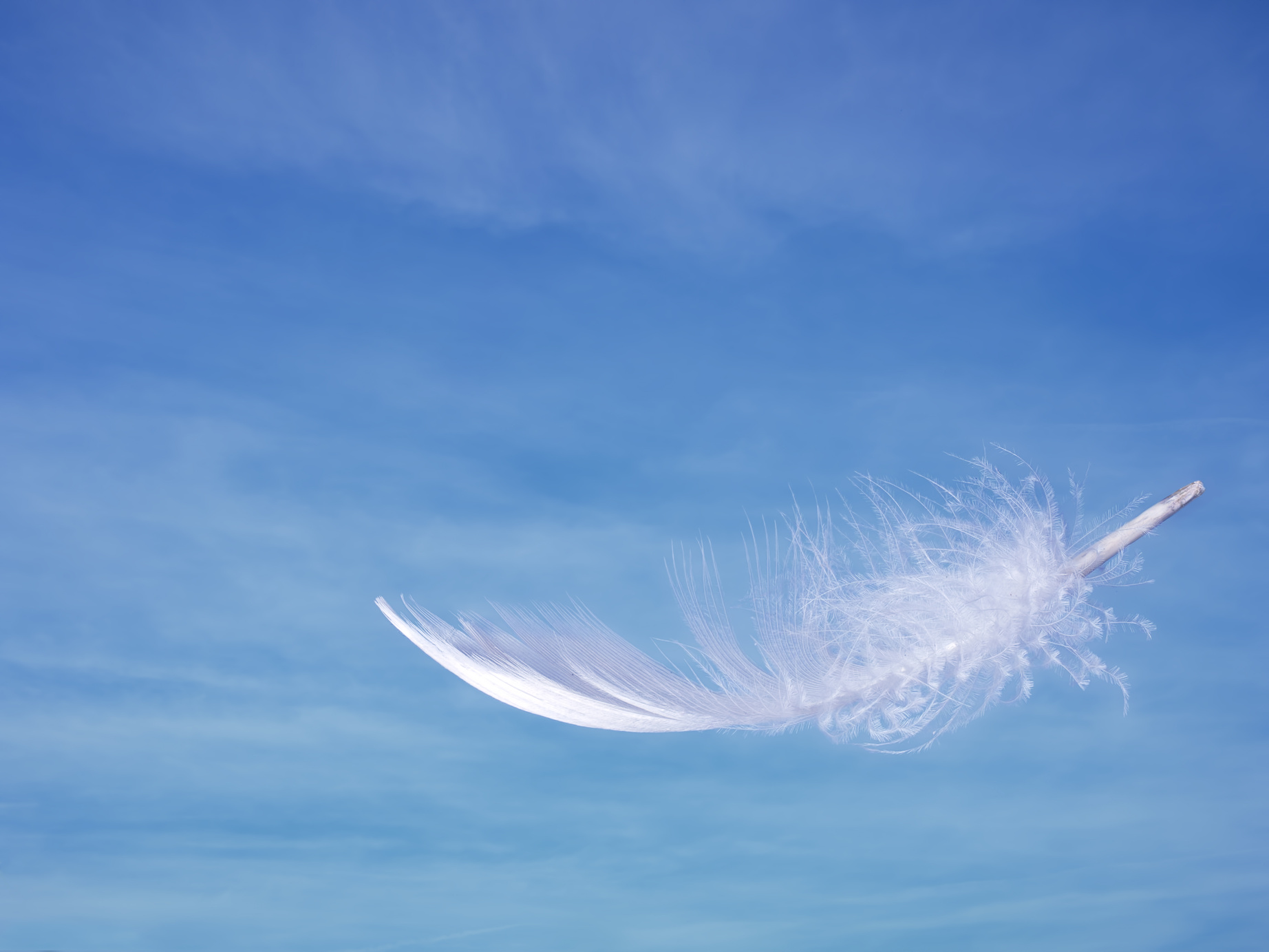 Feather and Sky 