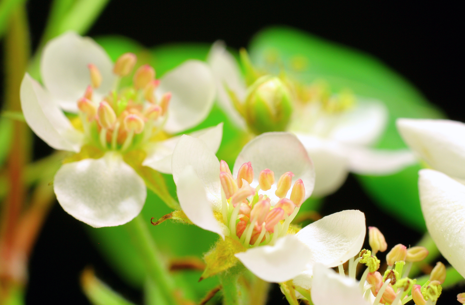 Pear treee flowers